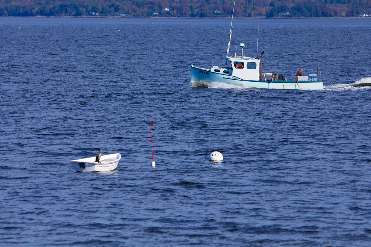 Lobster boat and cormorant on Penobscot Bay
